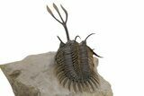 Trident Walliserops Trilobite - Exceptional Preparation #310510-5